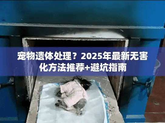 宠物遗体处理？2025年最新无害化方法推荐+避坑指南