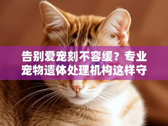 告别爱宠刻不容缓？专业宠物遗体处理机构这样守护最后一程