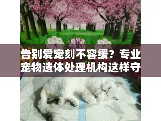 告别爱宠刻不容缓？专业宠物遗体处理机构这样守护最后一程