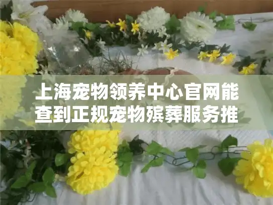 上海宠物领养中心官网能查到正规宠物殡葬服务推荐吗?