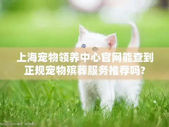 上海宠物领养中心官网能查到正规宠物殡葬服务推荐吗?