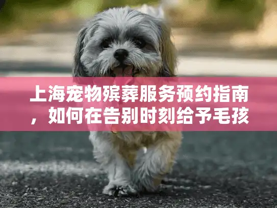 上海宠物殡葬服务预约指南，如何在告别时刻给予毛孩子尊严告别