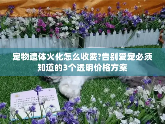 宠物遗体火化怎么收费?告别爱宠必须知道的3个透明价格方案