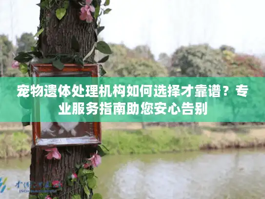 宠物遗体处理机构如何选择才靠谱？专业服务指南助您安心告别