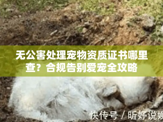 无公害处理宠物资质证书哪里查？合规告别爱宠全攻略
