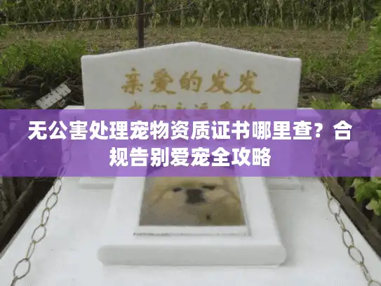 无公害处理宠物资质证书哪里查？合规告别爱宠全攻略