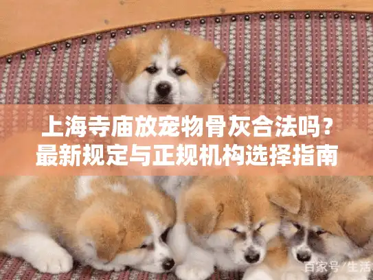 上海寺庙放宠物骨灰合法吗？最新规定与正规机构选择指南