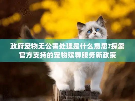 政府宠物无公害处理是什么意思?探索官方支持的宠物殡葬服务新政策