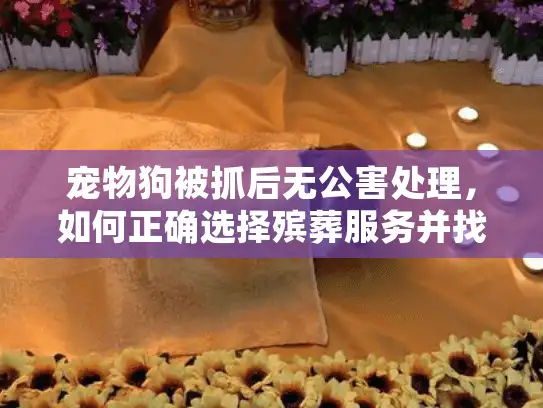 宠物狗被抓后无公害处理，如何正确选择殡葬服务并找回平静