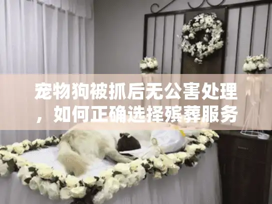 宠物狗被抓后无公害处理，如何正确选择殡葬服务并找回平静