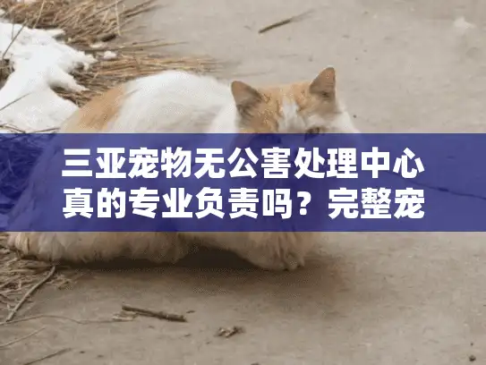 三亚宠物无公害处理中心真的专业负责吗？完整宠物火化指南