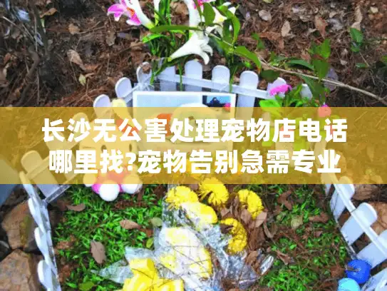 长沙无公害处理宠物店电话哪里找?宠物告别急需专业殡葬咨询指南