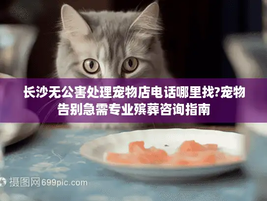 长沙无公害处理宠物店电话哪里找?宠物告别急需专业殡葬咨询指南