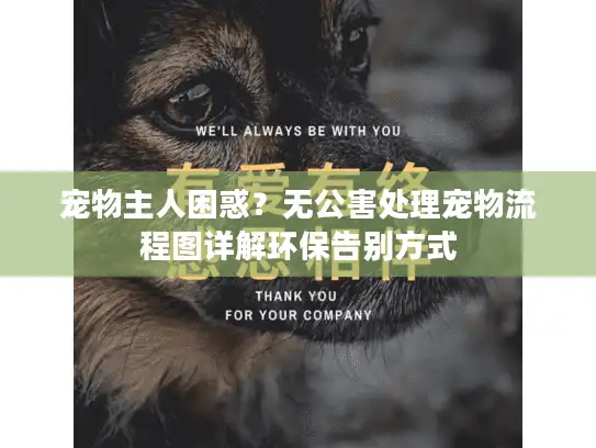 宠物主人困惑？无公害处理宠物流程图详解环保告别方式