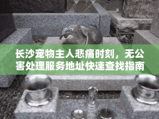 长沙宠物主人悲痛时刻，无公害处理服务地址快速查找指南