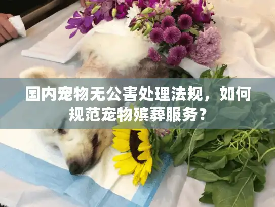 国内宠物无公害处理法规，如何规范宠物殡葬服务？