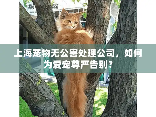 上海宠物无公害处理公司，如何为爱宠尊严告别？