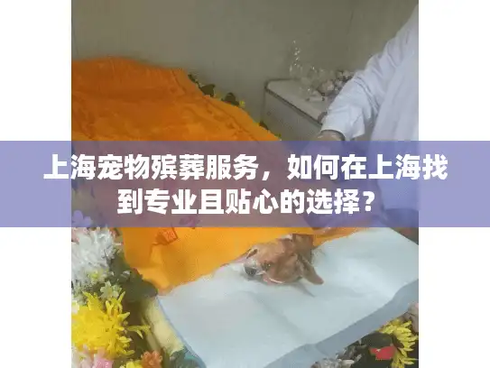 上海宠物殡葬服务，如何在上海找到专业且贴心的选择？