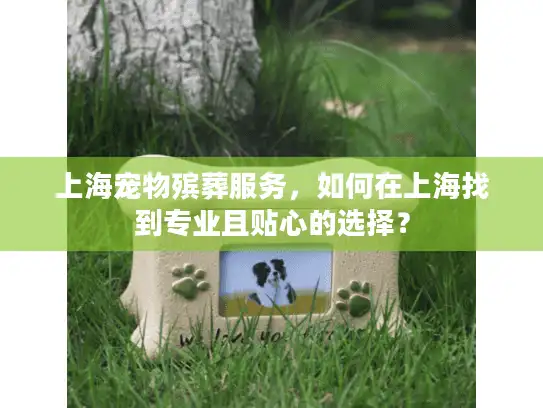 上海宠物殡葬服务，如何在上海找到专业且贴心的选择？