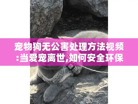 宠物狗无公害处理方法视频:当爱宠离世,如何安全环保处理遗体难题?