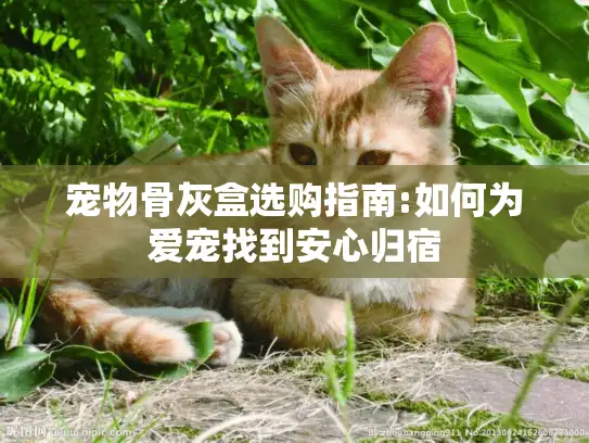 宠物骨灰盒选购指南:如何为爱宠找到安心归宿