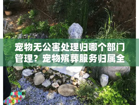 宠物无公害处理归哪个部门管理？宠物殡葬服务归属全指南
