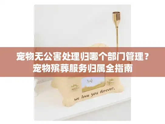 宠物无公害处理归哪个部门管理？宠物殡葬服务归属全指南