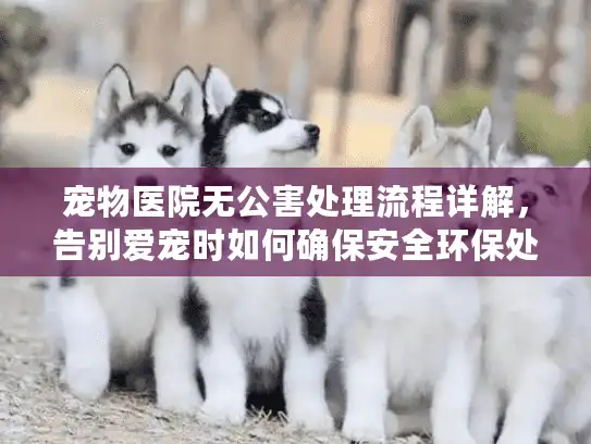 宠物医院无公害处理流程详解，告别爱宠时如何确保安全环保处置？