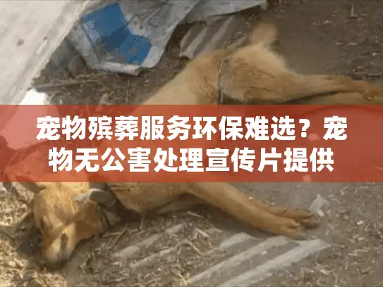 宠物殡葬服务环保难选？宠物无公害处理宣传片提供贴心指南！