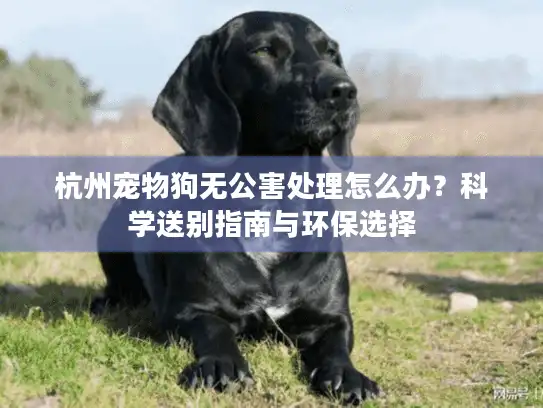 杭州宠物狗无公害处理怎么办？科学送别指南与环保选择