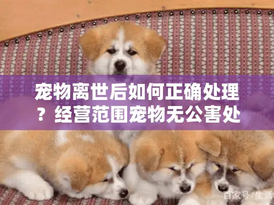 宠物离世后如何正确处理？经营范围宠物无公害处理服务全解析