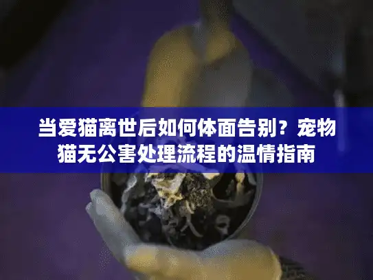 当爱猫离世后如何体面告别？宠物猫无公害处理流程的温情指南