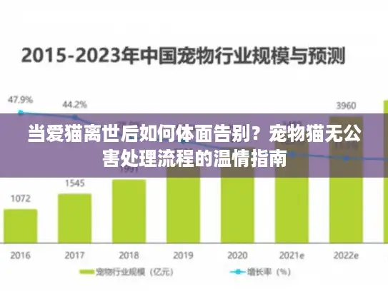 当爱猫离世后如何体面告别？宠物猫无公害处理流程的温情指南
