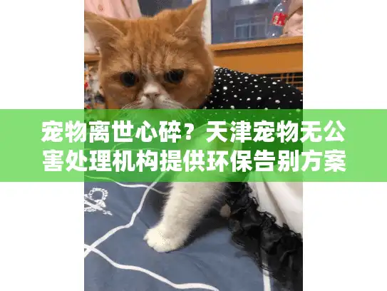宠物离世心碎？天津宠物无公害处理机构提供环保告别方案！