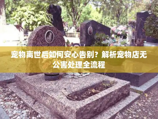 宠物离世后如何安心告别？解析宠物店无公害处理全流程