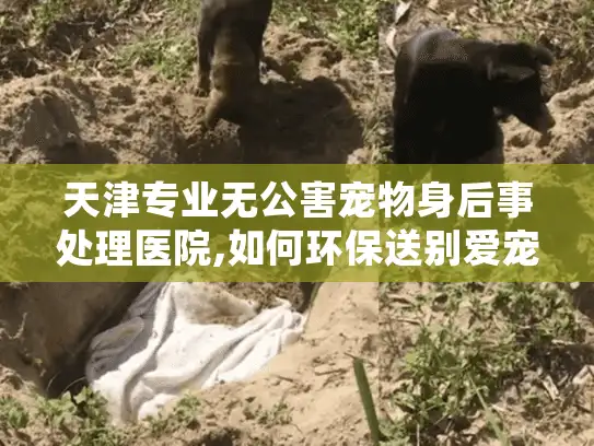天津专业无公害宠物身后事处理医院,如何环保送别爱宠?