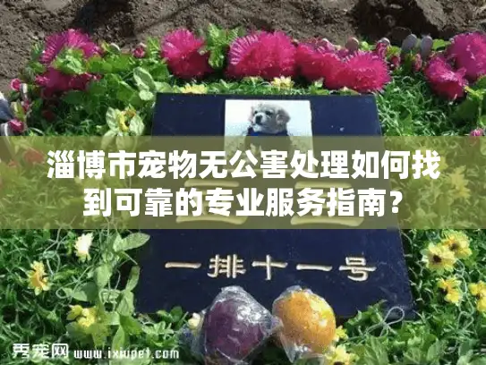 淄博市宠物无公害处理如何找到可靠的专业服务指南？