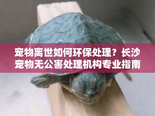 宠物离世如何环保处理？长沙宠物无公害处理机构专业指南
