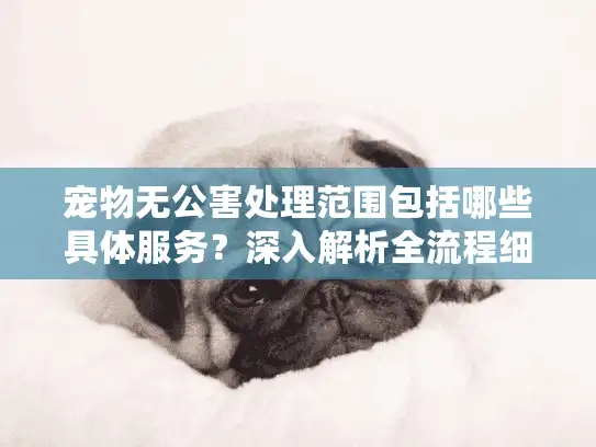 宠物无公害处理范围包括哪些具体服务？深入解析全流程细节
