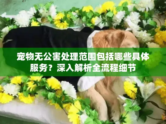 宠物无公害处理范围包括哪些具体服务？深入解析全流程细节