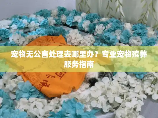 宠物无公害处理去哪里办？专业宠物殡葬服务指南