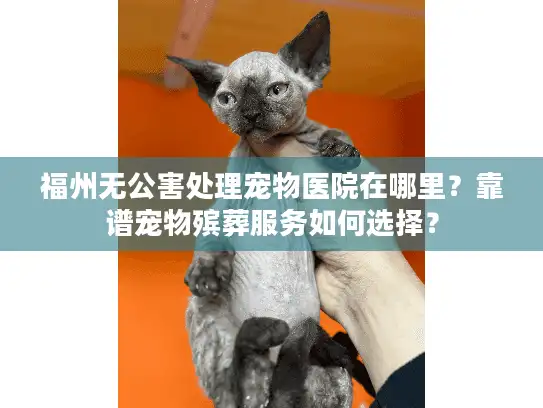 福州无公害处理宠物医院在哪里？靠谱宠物殡葬服务如何选择？