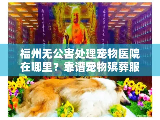 福州无公害处理宠物医院在哪里？靠谱宠物殡葬服务如何选择？