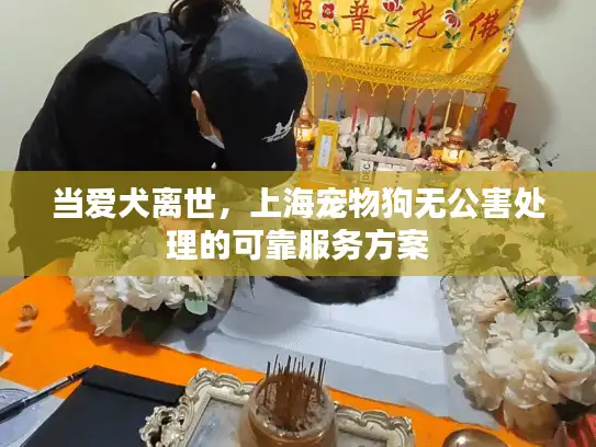 当爱犬离世，上海宠物狗无公害处理的可靠服务方案
