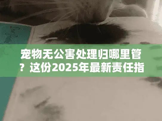 宠物无公害处理归哪里管？这份2025年最新责任指南请收好