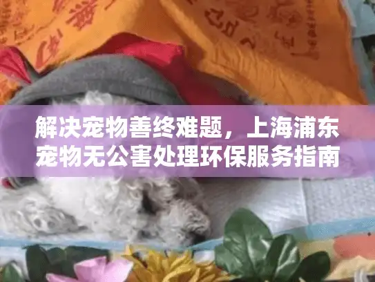 解决宠物善终难题，上海浦东宠物无公害处理环保服务指南