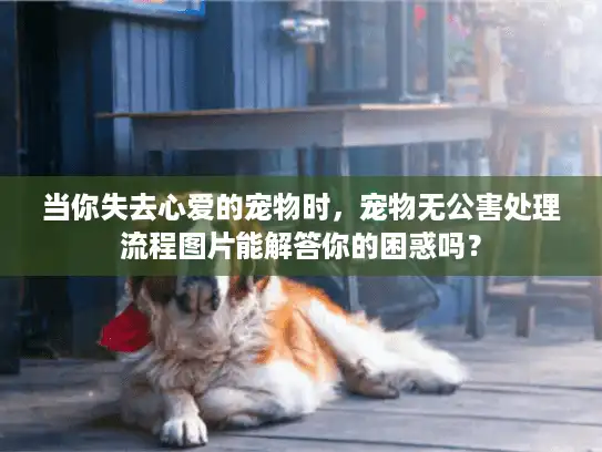 当你失去心爱的宠物时，宠物无公害处理流程图片能解答你的困惑吗？
