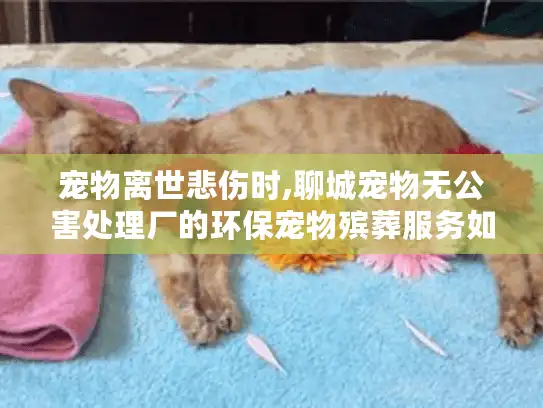 宠物离世悲伤时,聊城宠物无公害处理厂的环保宠物殡葬服务如何解忧？