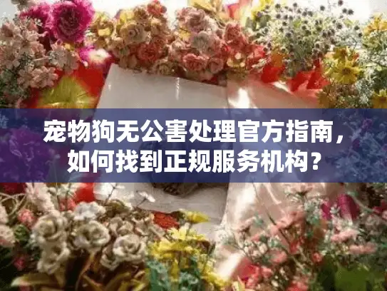 宠物狗无公害处理官方指南，如何找到正规服务机构？