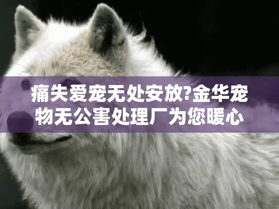 痛失爱宠无处安放?金华宠物无公害处理厂为您暖心解忧